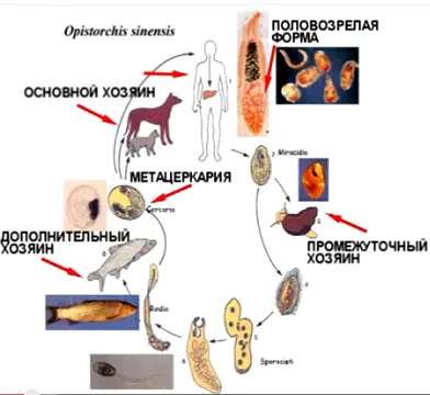 Opisthorchiasis (cat vagy szibériai métely) - tünetek, kezelés