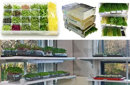 Зеленчукова градина на перваза на прозореца mikrozelen - начин на живот - Ил дьо Beaute - Парфюми и козметика магазин
