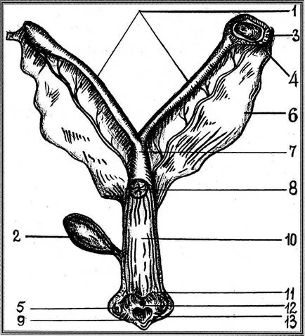 Organele de păsări reproductivă organelor de reproducere masculine