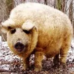 Caracteristici rasa Mangalița porci din Ungaria, din Ungaria în creștere