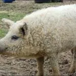 Caracteristici rasa Mangalița porci din Ungaria, din Ungaria în creștere