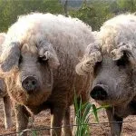 Jellemzők tenyészteni mangalica magyar, magyar süldők