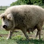 Caracteristici rasa Mangalița porci din Ungaria, din Ungaria în creștere