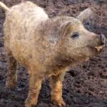 Jellemzők tenyészteni mangalica magyar, magyar süldők