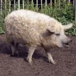 Caracteristici rasa Mangalița porci din Ungaria, din Ungaria în creștere