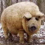 Jellemzők tenyészteni mangalica magyar, magyar süldők