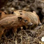 Jellemzők tenyészteni mangalica magyar, magyar süldők