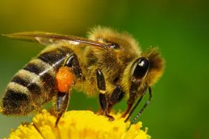 Nyitott és zárt méhek etetésére, hogy a jobb