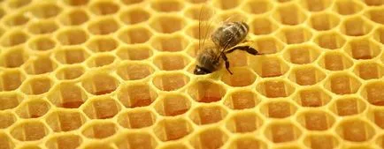 Nyitott és zárt méhek etetésére, hogy a jobb