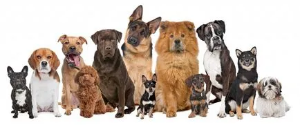 Regula de bază atunci când aleg un câine - animale și oameni - articole despre animale - dogsib - site despre animale