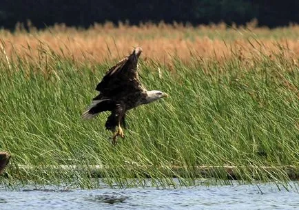 Морски орел - Bird на годината 2013