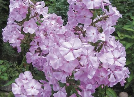 Mintegy fajták Phlox