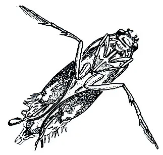 caddisflies откъсване (Trichoptera) (т