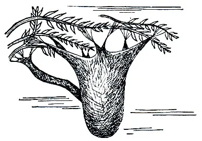 caddisflies откъсване (Trichoptera) (т