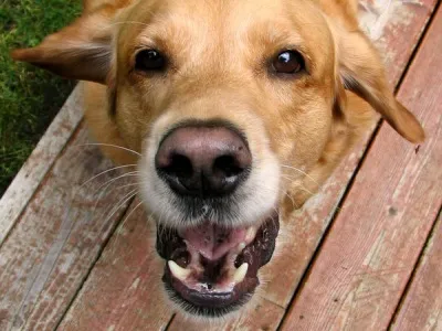 Repeller câini dogchaser ultrasunete câini dazer ii protecție contra, repeller animal