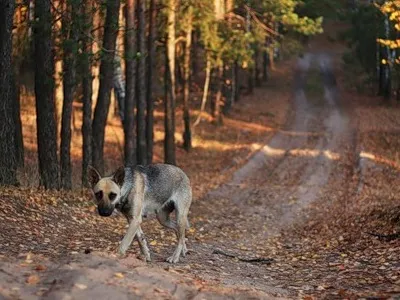 Repeller câini dogchaser ultrasunete câini dazer ii protecție contra, repeller animal