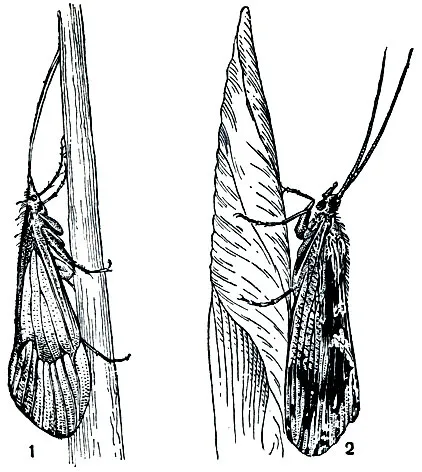 caddisflies leválás (Trichoptera) (m