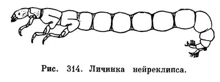 caddisflies откъсване (Trichoptera) - е