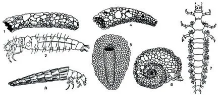 caddisflies откъсване (Trichoptera) (т