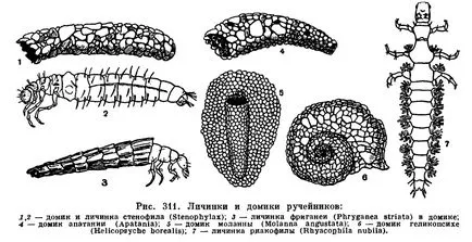 caddisflies leválás (Trichoptera) - van