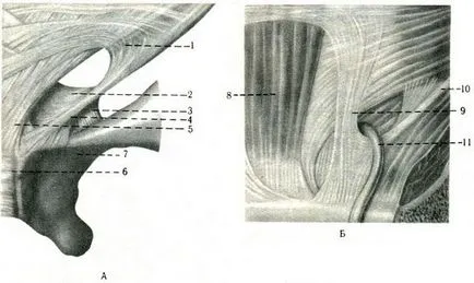 canalul inghinal (Canalis inguinalis), miologie, anatomia umană