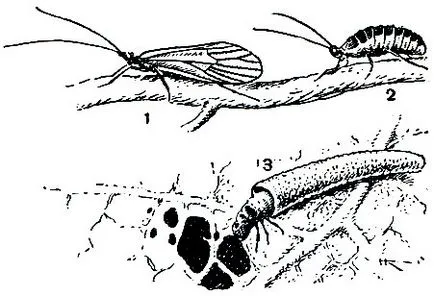 caddisflies откъсване (Trichoptera) (т