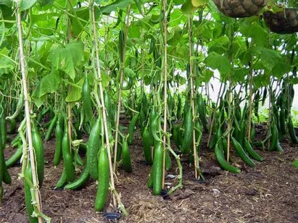 Partenokarpicheksky клас краставици какво тя се разраства в открито поле, формирането на най-добрите