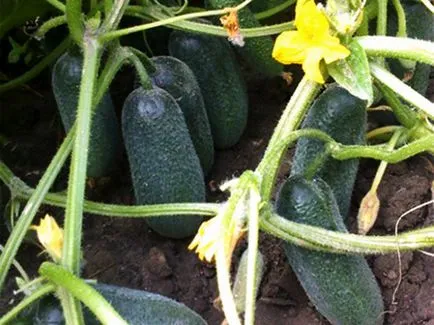 Partenokarpicheksky minőségű uborka, amit növekszik a nyílt terepen, amikor megalakult a legjobb