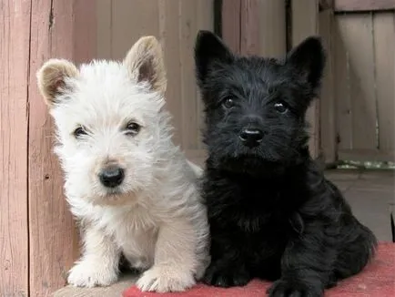 Állat fodrászat, ha vásárolt egy skót terrier