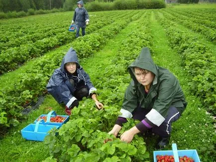 Паспортни служби, телефон, справка в град Брянск и региона Брянск, в паспортната служба - Федералната миграционна служба на Руската федерация