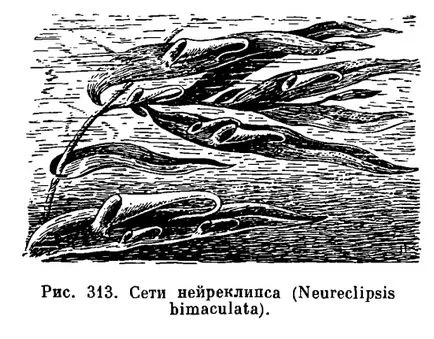 trichopterelor detașare (Trichoptera) - este