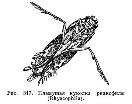 caddisflies откъсване (Trichoptera) - е