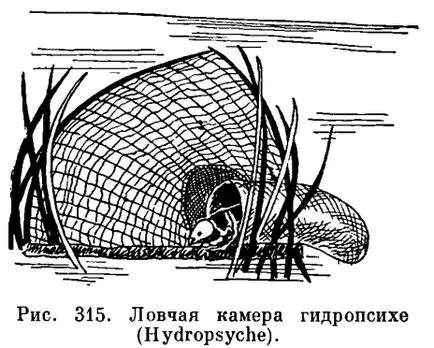 trichopterelor detașare (Trichoptera) - este