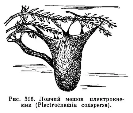 trichopterelor detașare (Trichoptera) - este