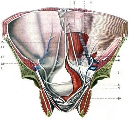 canalul inghinal (Canalis inguinalis), miologie, anatomia umană