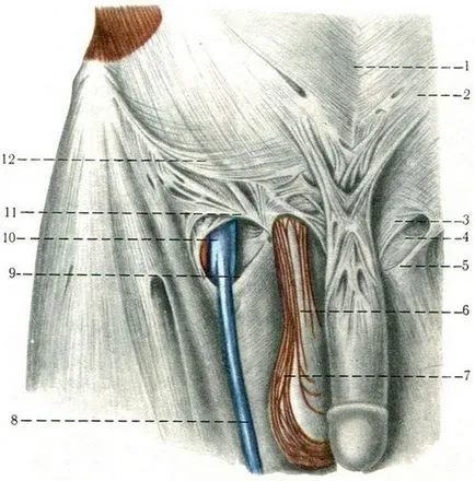 Lágyéki csatorna (canalis inguinalis), izomszövet, az emberi anatómia