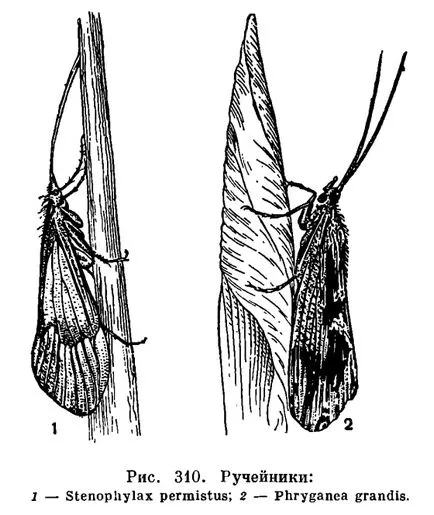 caddisflies откъсване (Trichoptera) - е