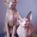 Peterbald породи котки описание Петербург Сфинкса