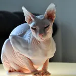 Peterbald породи котки описание Петербург Сфинкса