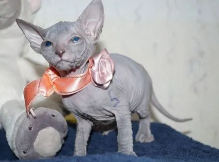 Peterbald породи котки описание Петербург Сфинкса