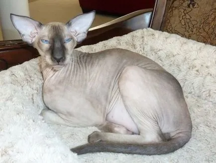 Peterbald породи котки описание Петербург Сфинкса