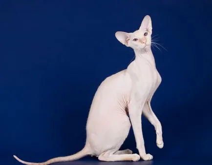 Peterbald породи котки описание Петербург Сфинкса