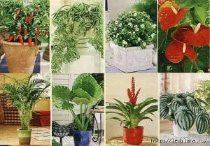 De ce nu floare Hoya, houseplants