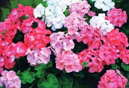 De ce sa oprit geranium floare și cum să se asigure o înflorire magnifică, teren de frumusete