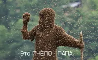 Как да стана пчелар