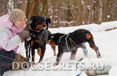 Hogyan gyorsítható a kiskutya rottweiler