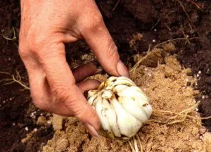 Cum să crească crini în ani de frumusete rotund cu efect de seră