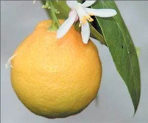 Cum să crească de lamaie fructoase (portocaliu) de os - acasă Mamele