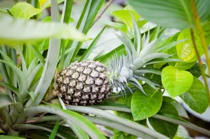 Cum să crească ananas guava