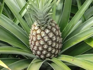 Cum să crească ananas guava